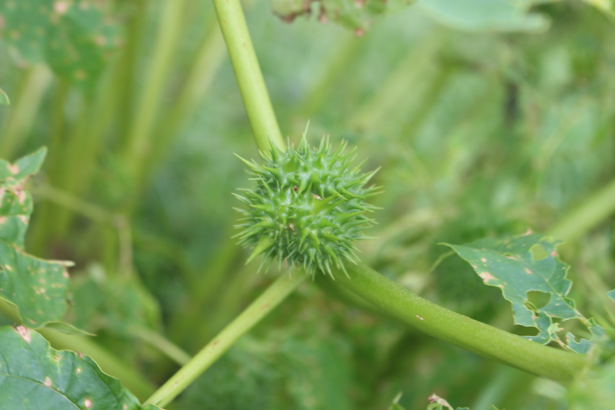 Datura stramonium L.